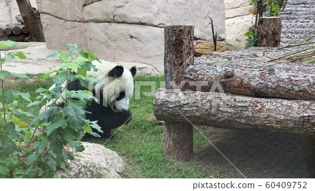 Panda goes on a background of green grass 60409752