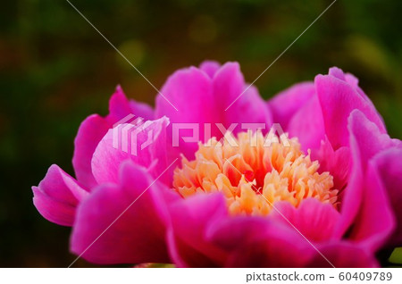 Flower like Japanese confectionery Flower like Japanese confectionery 60409789