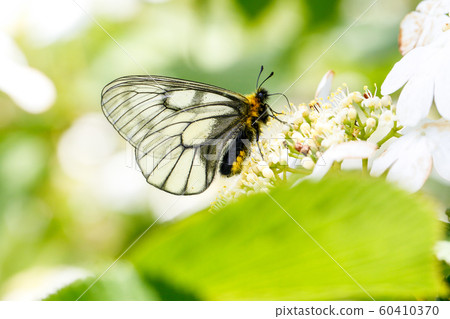 烏蘇巴族 烏蘇巴族 60410370