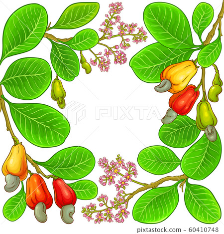 cashew vector frame cashew vector frame 60410748