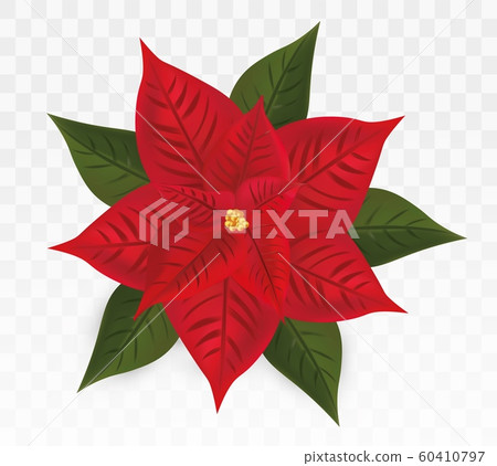 3d realistic Poinsettia isolated on transparent background.Red Christmas Star. Vector icon. Poinsettia flower with green leaf. Christmas symbols. Vector illustration 3d realistic Poinsettia isolated on transparent background.Red Christmas Star. Vector icon. Poinsettia flower with green leaf. Christmas symbols. Vector illustration 60410797