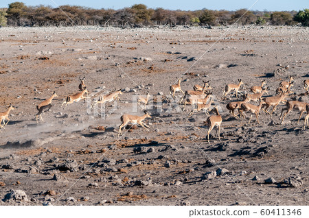 Nervous imapalas in Etosha 60411346
