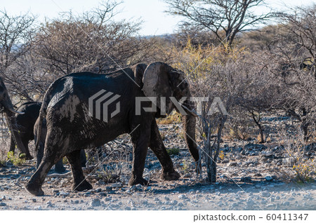 CLoseup of a group of African Elephants passing by 60411347