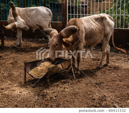 Portrait of ankole-watusi bighorned bull, Niamey, Portrait of ankole-watusi bighorned bull, Niamey, 60411532
