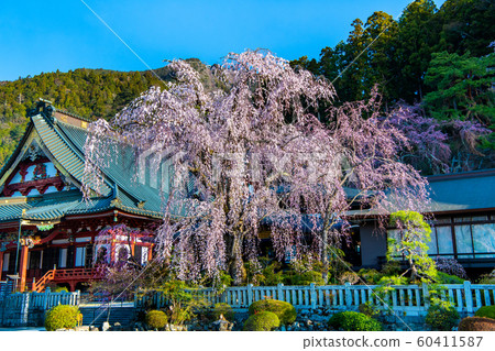 Yamanashi Prefecture Minobuyama Kuonji, full bloom weeping cherry 60411587