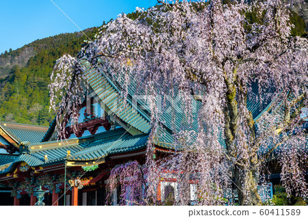 Yamanashi Prefecture Minobuyama Kuonji, full bloom weeping cherry 60411589