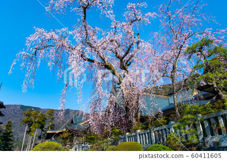 Yamanashi Prefecture Minobuyama Kuonji, full bloom weeping cherry 60411605