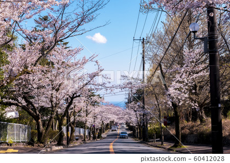 Cherry tree tunnel (Hachimano, Ito City, Shizuoka Prefecture) Cherry tree tunnel (Hachimano, Ito City, Shizuoka Prefecture) 60412028
