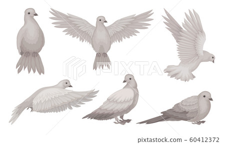 Beautiful Pigeons Collection, Dove in Different Poses, Symbol of Peace, Faith and Love Vector Illustration Beautiful Pigeons Collection, Dove in Different Poses, Symbol of Peace, Faith and Love Vector Illustration 60412372