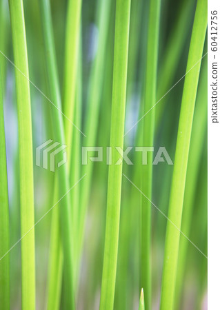 開花植物 60412756