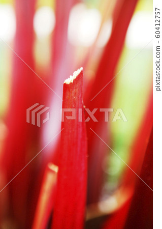 斷莖、貪婪、斷莖、 60412757