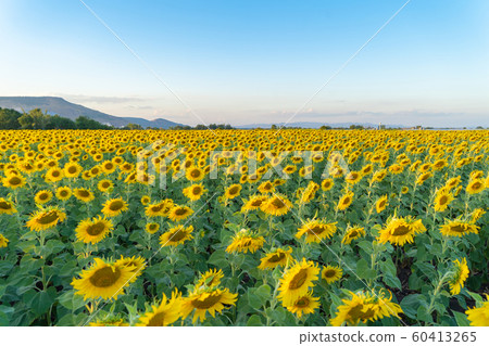 Full bloom sunflower field in travel holidays Full bloom sunflower field in travel holidays 60413265