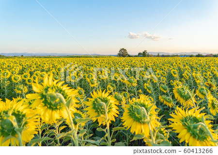 Full bloom sunflower field in travel holidays Full bloom sunflower field in travel holidays 60413266