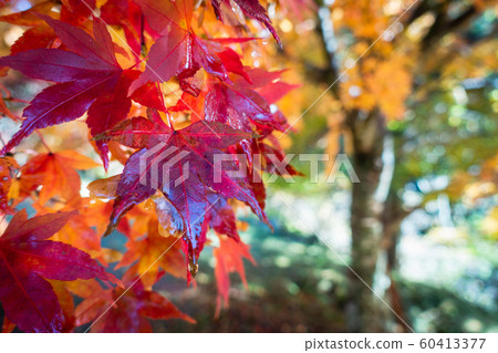 Maple wet in the morning dew along Sawakawa: Maple Lake Minowa-cho, Kamiina-gun 60413377
