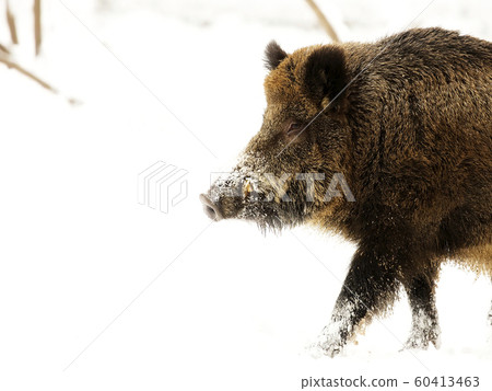 Wild boar in the snow, a portrait Wild boar in the snow, a portrait 60413463