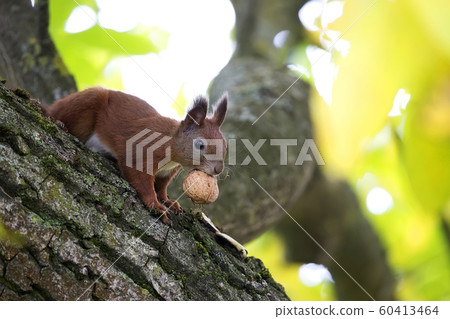 Red squirrel in the forest in the wild Red squirrel in the forest in the wild 60413464