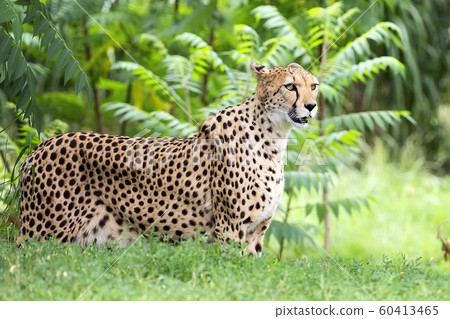 Cheetah in a clearing a portrait Cheetah in a clearing a portrait 60413465