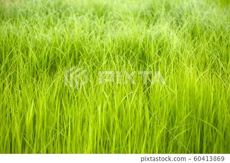 Plants, Weeds, Foxtail, Leaves, Leaves, Plants, Weeds, Foxtail, Leaves, Leaves, 60413869