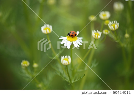 Ladybird and chamomile Ladybird and chamomile 60414011