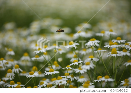 Chamomile and honey bees Chamomile and honey bees 60414012