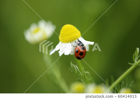 Ladybird and chamomile Ladybird and chamomile 60414013