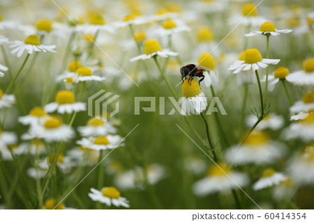 Chamomile and insect Chamomile and insect 60414354