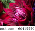 紅色的花瓣 60415550