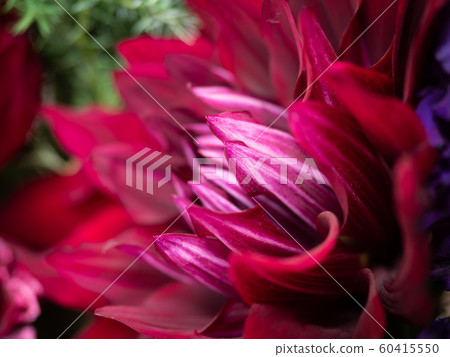 紅色的花瓣 60415550