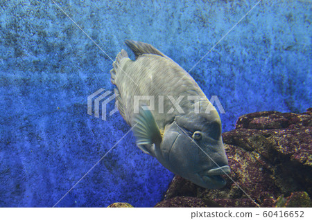 拿破崙魚（玻璃莫奇諾） 60416652