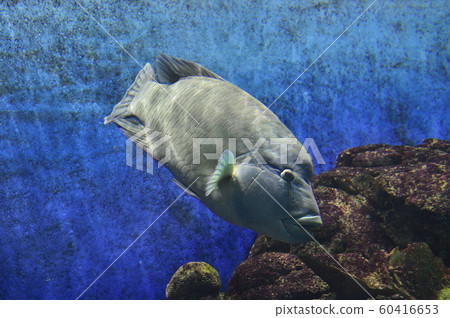 拿破崙魚（玻璃莫奇諾） 60416653