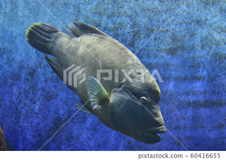 拿破崙魚（玻璃莫奇諾） 60416655