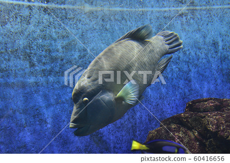 拿破崙魚（玻璃莫奇諾） 60416656