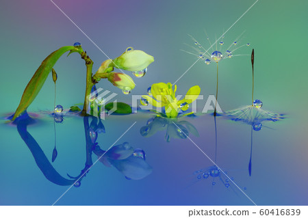 Water drop photo Macro photo Water drop photo Macro photo 60416839