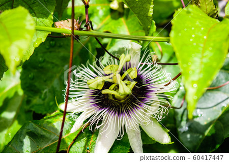 passion fruit flower passion fruit flower 60417447
