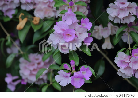 蒜香藤 蒜香藤 60417576