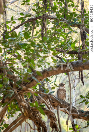 brown fish owl wink eyes perched on big banyan tree at ranthambore national park, rajasthan, india - Bubo zeylonensis brown fish owl wink eyes perched on big banyan tree at ranthambore national park, rajasthan, india - Bubo zeylonensis 60419423