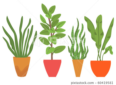 Houseplant in Vases, Flowers with Flourishing 60419581