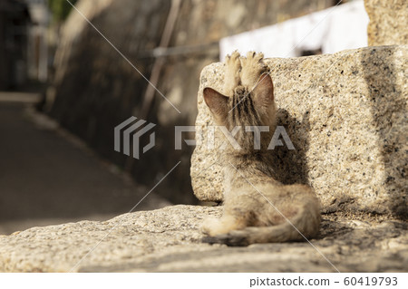 Alley back child cat nail time 3 60419793