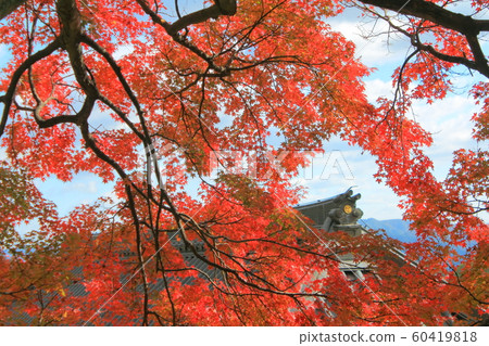 [Kagawa Prefecture] Shikoku Cemetery No. 88 "Okubo-ji Temple Autumn Leaves" 60419818