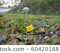 Funnaka 60420188