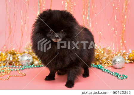 Black Pomeranian puppy and Christmas Black Pomeranian puppy and Christmas 60420255