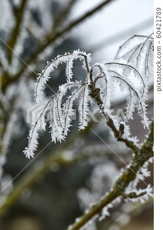Icy Frosted Branches 60421789