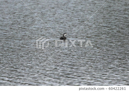 Red-throated loon (Gavia stellata) 60422261