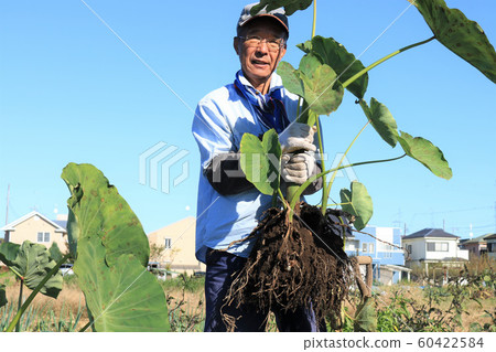 Men harvesting taro Men harvesting taro 60422584
