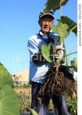 Men harvesting taro Men harvesting taro 60422585