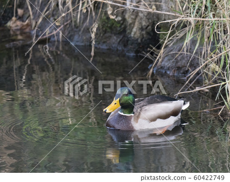 Close up mallard, Anas platyrhynchos, male duck swimming on water suface with grass, stone and dirt. Selective focus 60422749