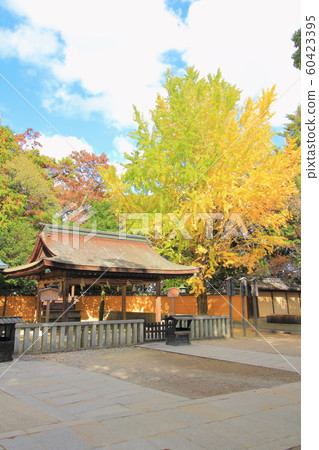 [Kagawa Prefecture] Kinpira Shrine "Yellow leaves, autumn leaves" 60423395