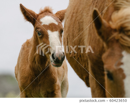 與那國馬 60423650