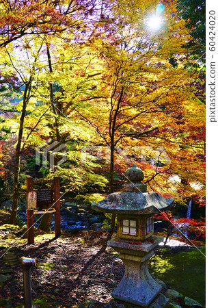 在竹長武山步道入口處的美濃院紅葉 在竹長武山步道入口處的美濃院紅葉 60424020