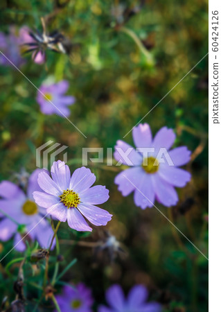 Colorful cosmos bathing in the morning sun 60424126